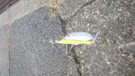 ライトショアジギングで釣れるのは・・・