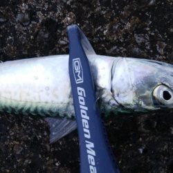 ライトショアジギングやっぱり・・・