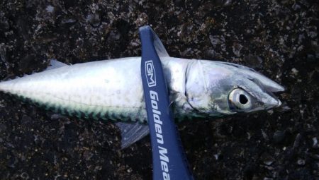 ライトショアジギングやっぱり・・・