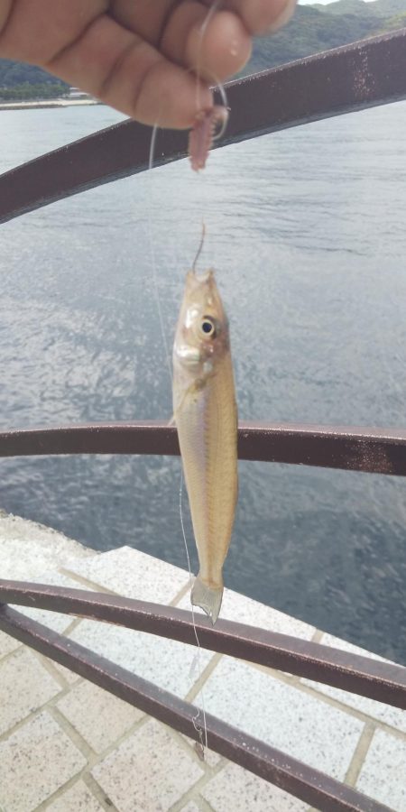 シロギス狙いで。。。