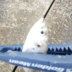 やっぱりサバ多し！