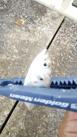 やっぱりサバ多し！