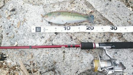 投げ釣りでも単発……