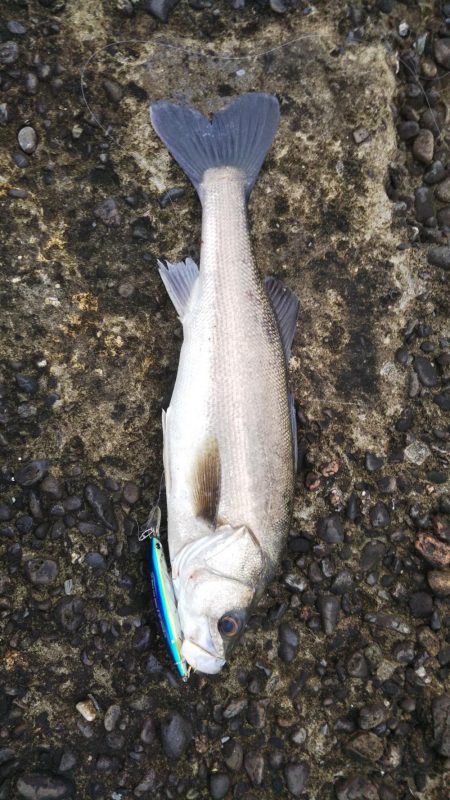 シーバスフィッシング