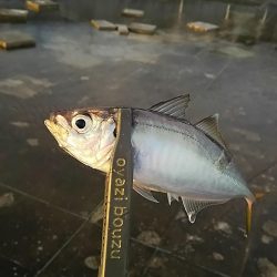 アジ釣り