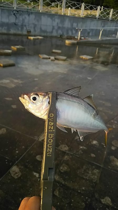 アジ釣り