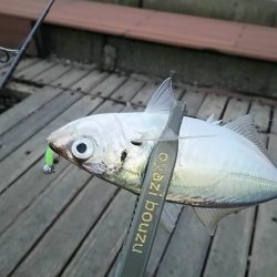 アジ釣り