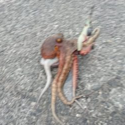 この時期では良型タコ