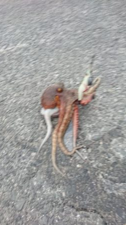 この時期では良型タコ