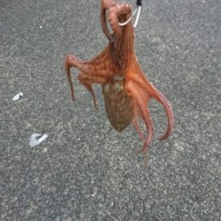 雨の合間のタコ