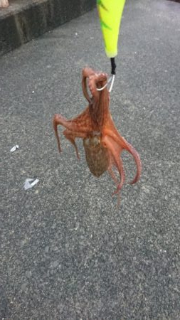 雨の合間のタコ