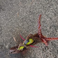 雨後、タコいまいち
