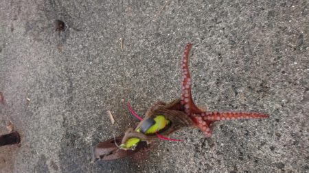 雨後、タコいまいち