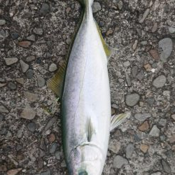 今シーズン初ツバス