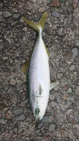 今シーズン初ツバス