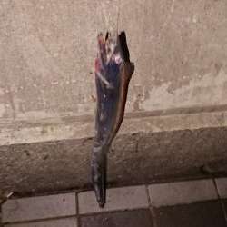 今年初タチウオ