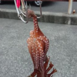 タコ釣れるけど小さい