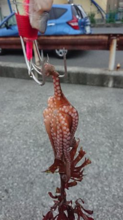 タコ釣れるけど小さい