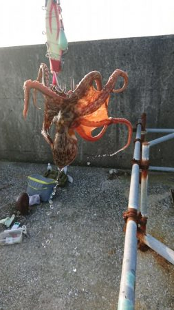 タコ釣れるけど暑い