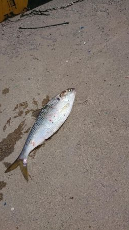 初のサビキ釣り