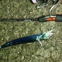 短時間釣行 アタリ連発