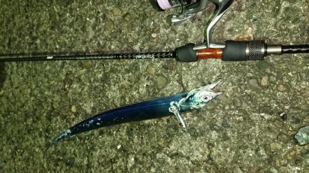 短時間釣行 アタリ連発