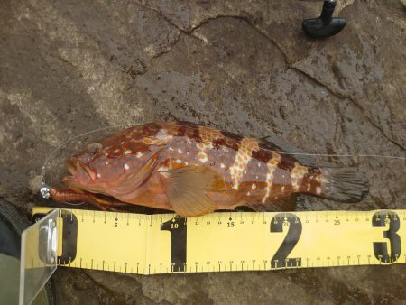 アコウ狙い釣行