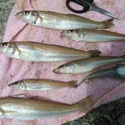 播磨新島撃沈後高砂港でリベンジ