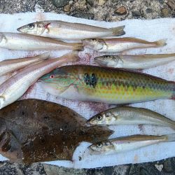 播磨新島キス調査