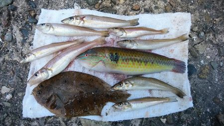 播磨新島キス調査