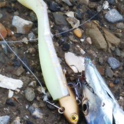 青物狙いでしたが……