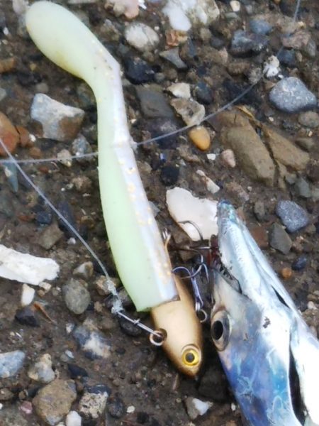 青物狙いでしたが……