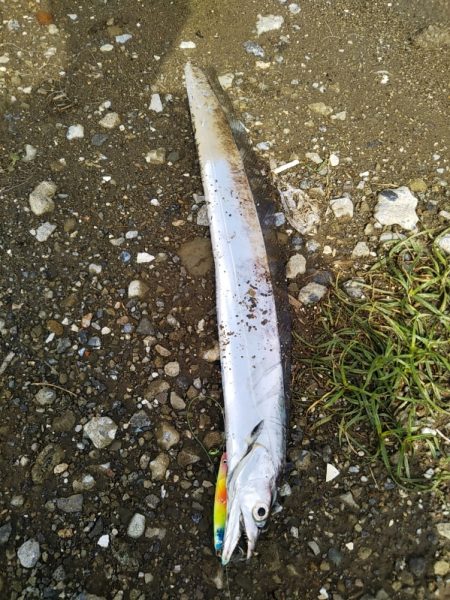 日中も良いペースで……