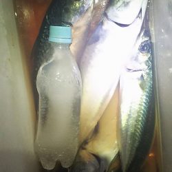 今年、大サバ狙い6回目。