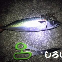 サバサバサバサバ、サバ食べた~い。