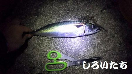 サバサバサバサバ、サバ食べた～い。