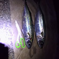 大サバＧＥＴ！