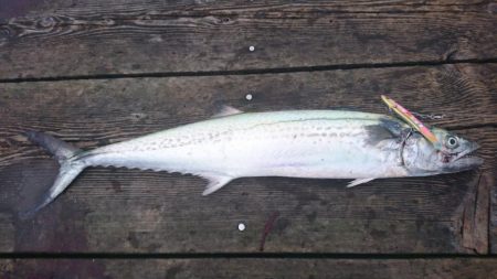 大雨濁りの中サゴシと同行者さんに大型マダイ…