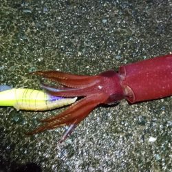 ケンサキエギング、居残りアオリはバラシ。