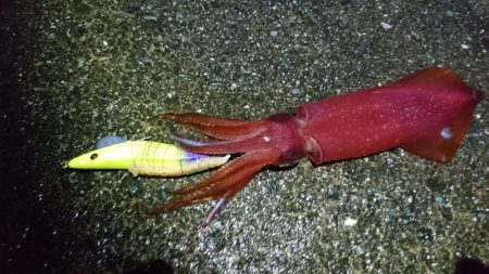 ケンサキエギング、居残りアオリはバラシ。