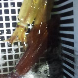 サイズも数も⤵