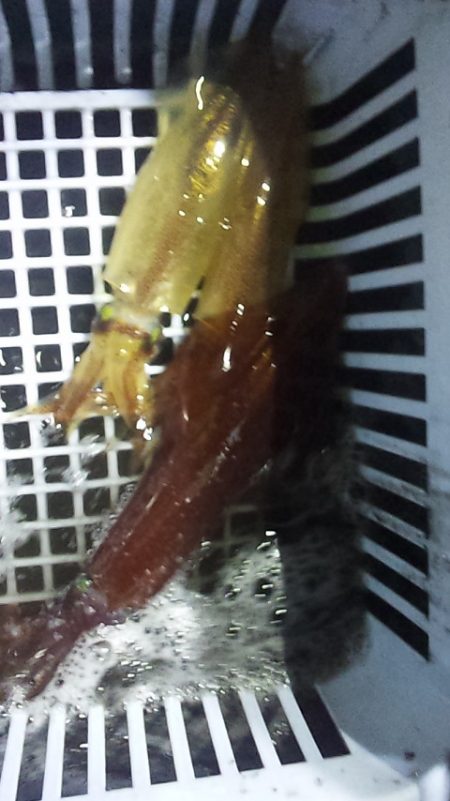 サイズも数も⤵