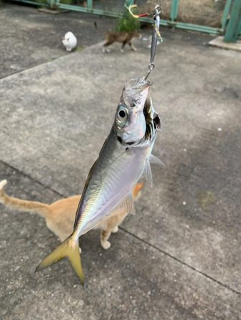 アジング&タコ♪