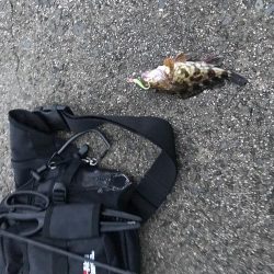 安定の人の多さ