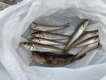 梅雨の合間にチョイ投げ