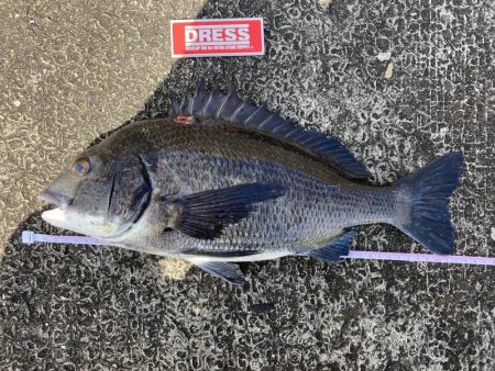 岸和田旧一文字ヘチ釣り黒鯛