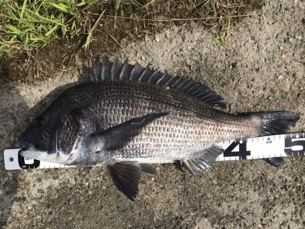 イチノ兄弟、釣果!