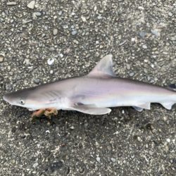 チニングでまさかの