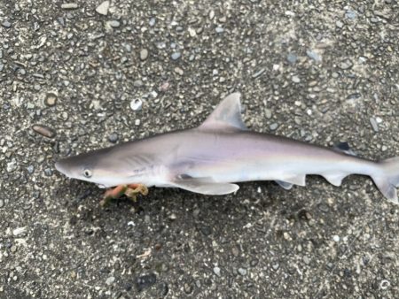 チニングでまさかの