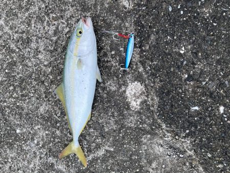 やっぱり朝マヅメ